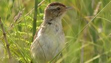 Phragmite aquatique