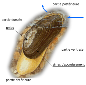 Morphologie de la coquille (d'après Noël Gouilloux, Catiche production)