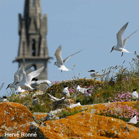 Sternes en vol à l'île de Batz