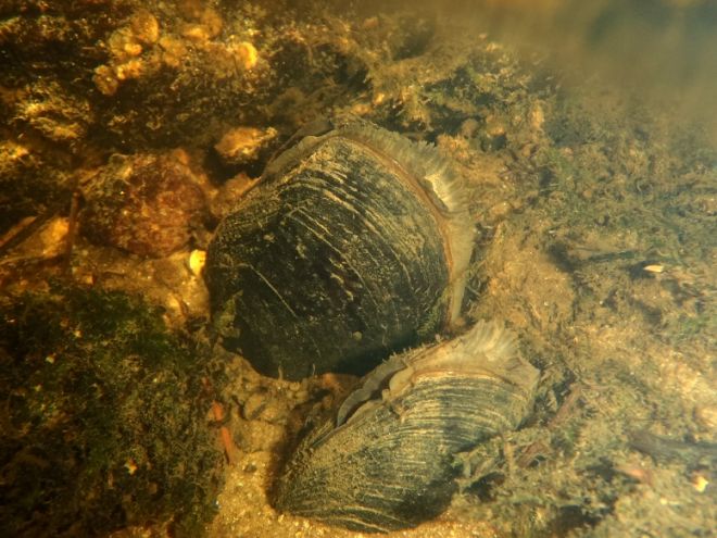 Moules perlières en Morbihan (Pierre-Yves Pasco)