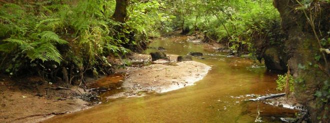 Le ruisseau de l'étang du Loc'h (Bretagne Vivante)