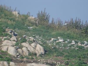 la colonie de l'île aux Dames début juin 2007