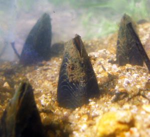 Moules perlières dans le lit d'une rivière (Vincent Prié)