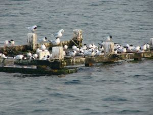 Sternes caugek et de Dougall en migration dans la baie de Lancieux/l'Arguenon en août 2010. Photo d'Élouan Meyniel