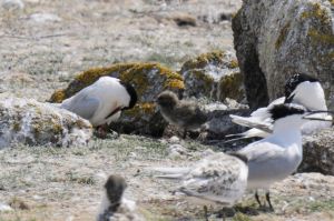 Une sterne de Dougall et son poussin nichant au milieu des sternes caugek à l'île aux Moutons en 2010. Photo de Matthieu Canevet