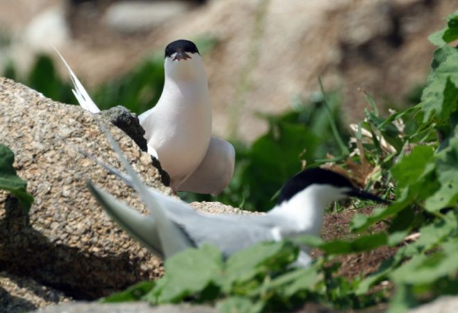 Sternes de Dougall à l'île aux Dames en 2007. Photo de Yannick Chérel